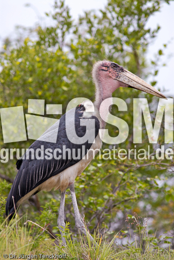 Marabu (27 von 33).jpg